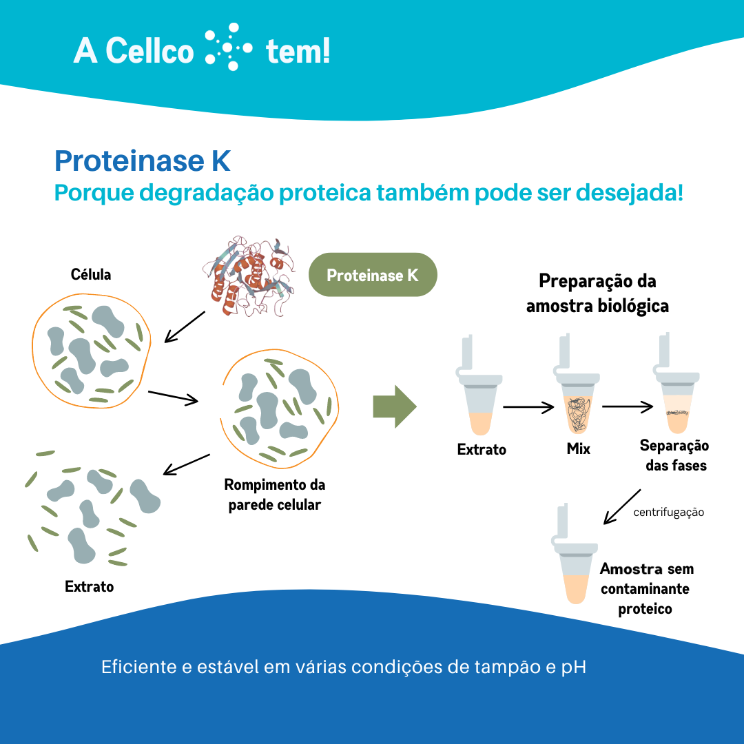 Proteinase K: porque degradação proteica também pode ser desejada!