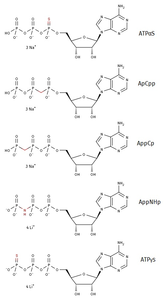 Structures of non-hydrolyzable Adenosine-5'-triphosphate analogs