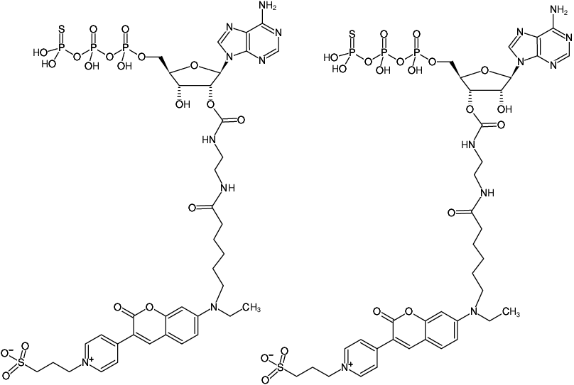 Structural formula of EDA-ATPγS-DY-485XL (2'/3'-O-(2-Aminoethyl-carbamoyl)-adenosine-5'-(γ-thio)-triphosphate, labeled with DY 485XL, Triethylammonium salt)