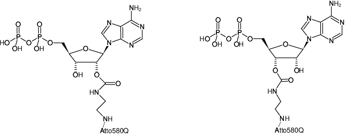 Structural formula of EDA-ADP-ATTO-580Q (2'/3'-O-(2-Aminoethyl-carbamoyl)-Adenosine-5'-diphosphate, labeled with ATTO 580Q, Triethylammonium salt)