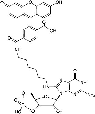 Structural formula of 8-(6-Aminohexyl)-amino-cGMP-6-FAM (8-(6-Aminohexyl)-amino-guanosine-3',5'-cyclic monophosphate, labeled with 6 FAM, Triethylammonium salt)